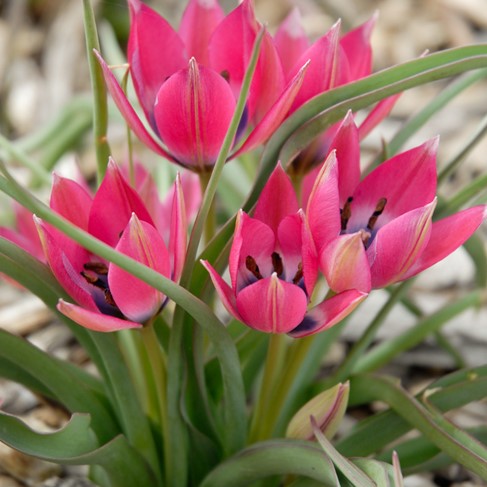Little Beauty Wildflower Tulip